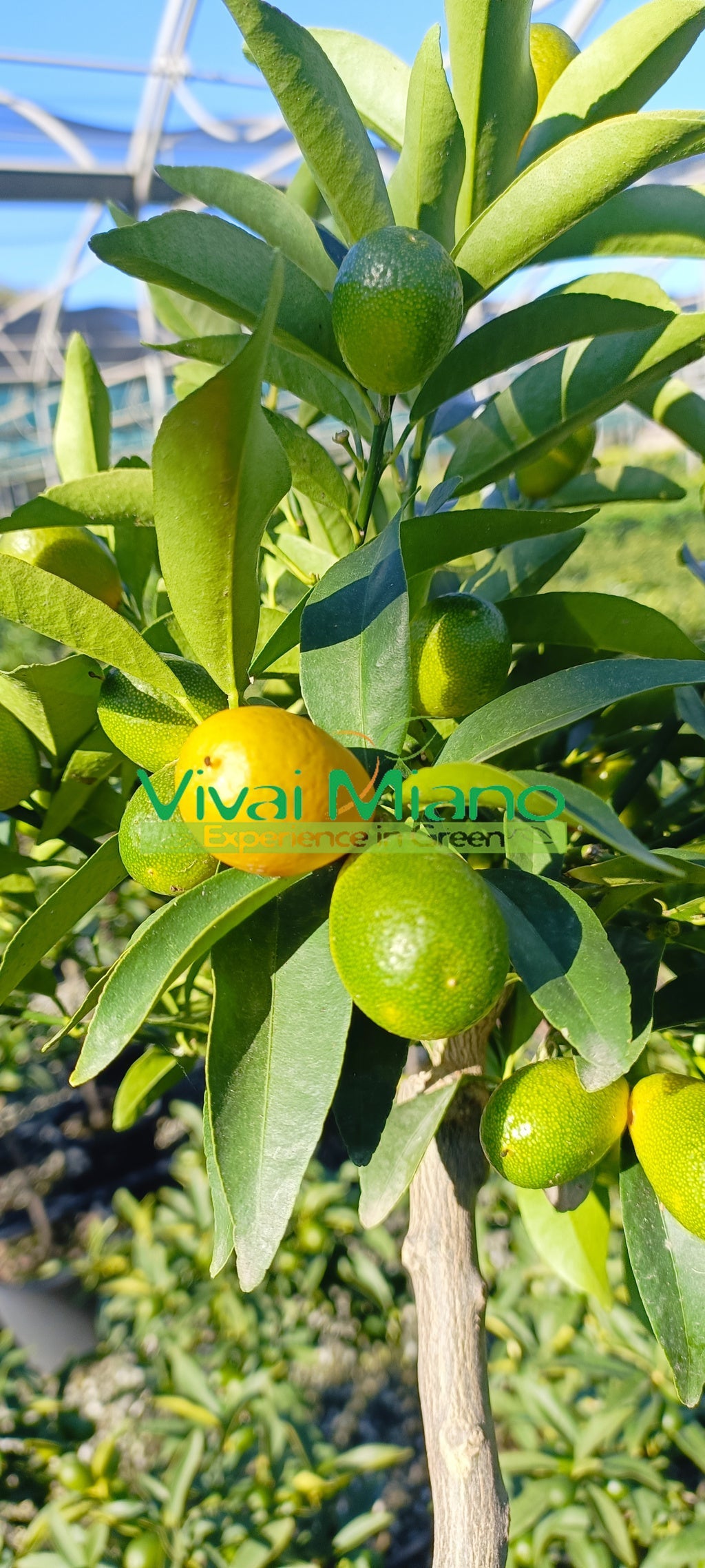 Piante di Kumquat