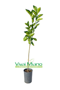 Pianta di Arancio Tarocco Ippolito