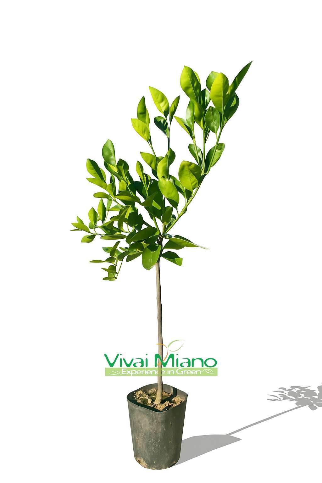 Pianta di Arancio Vaniglia o Arancia Dolce