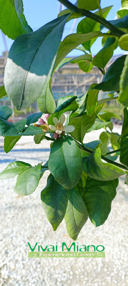 Pianta di Limone (vaso - 35)