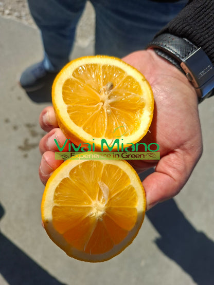 Pianta di Limone Meyer