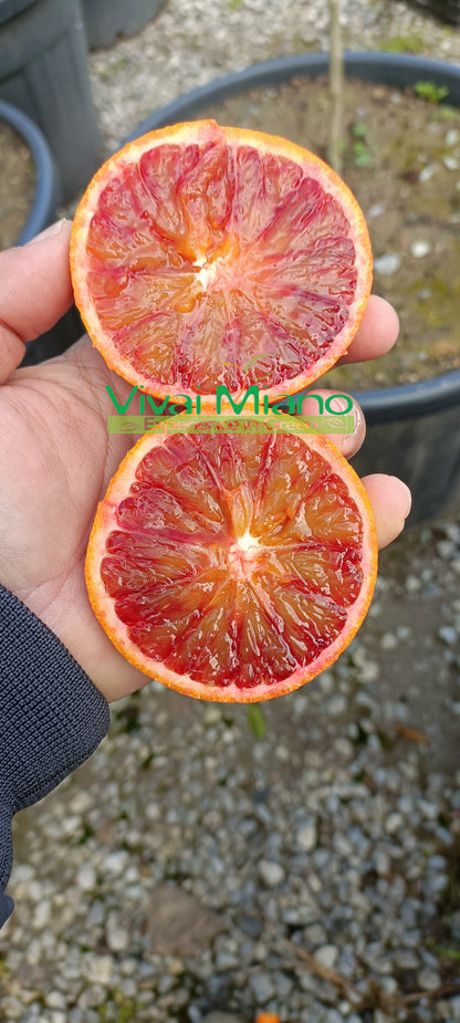 Pianta di Arancio Tarocco "Foglia di Nespolo"