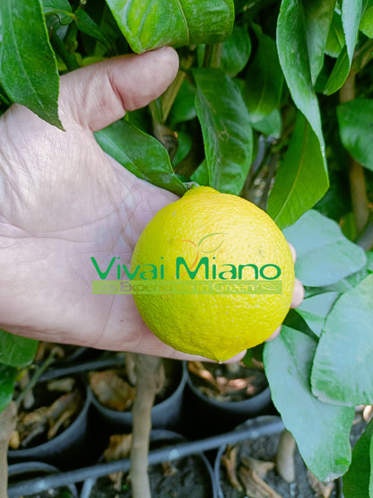 Pianta di Bergamotto (vaso - 20)