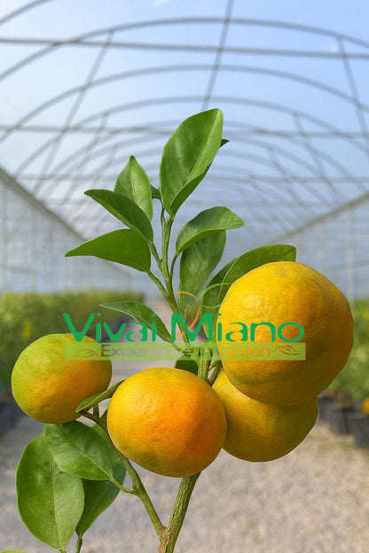 Pianta di Clementine (vaso - 24)