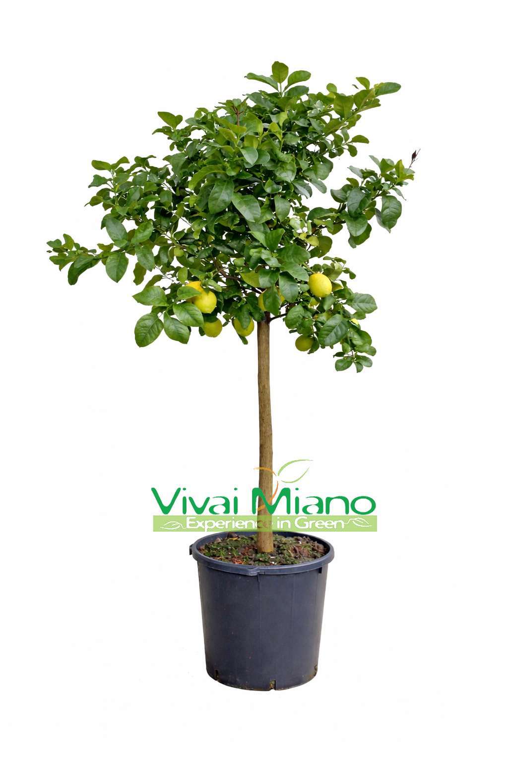 Pianta di Limone (vaso - 35)