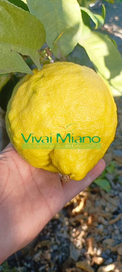 Pianta di Limone Lipo o Imperiale (vaso - 20)