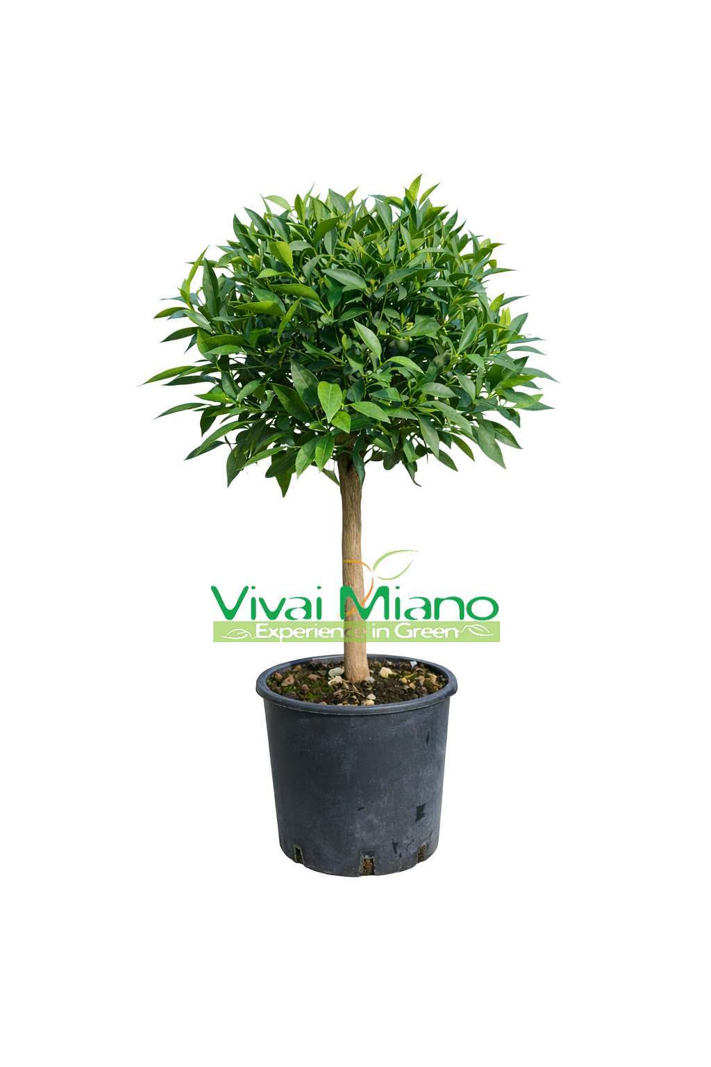 Pianta di Mandarino (vaso - 20)