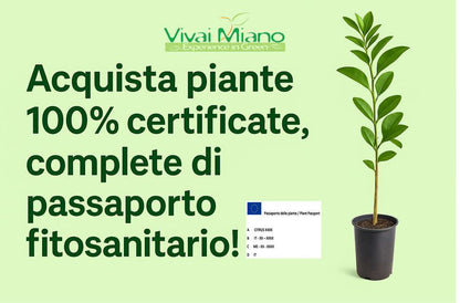 Pianta di Limone Adamo